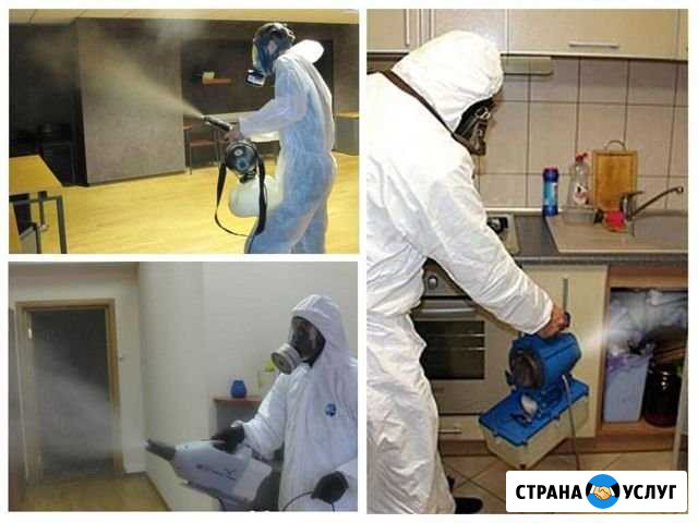 Клопы тараканы блохи муравьи крысы мыши Наро-Фоминск - изображение 1