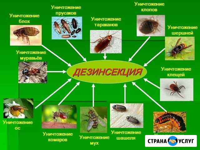 Дезинсекция, уничтожение насекомых Нижний Новгород - изображение 1