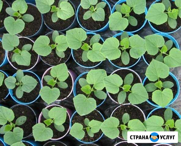 Выращивание рассады овощных культур Платнировская - изображение 1