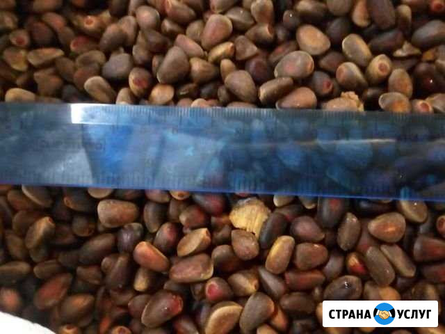 Кедровый орех Иркутск - изображение 1