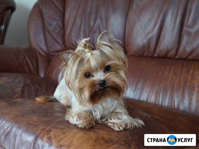 Стрижка йоркширского терьера Подстепки Подстепки - изображение 1