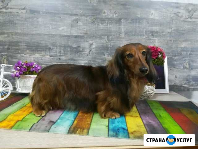 Стрижка животных Новокуйбышевск - изображение 1