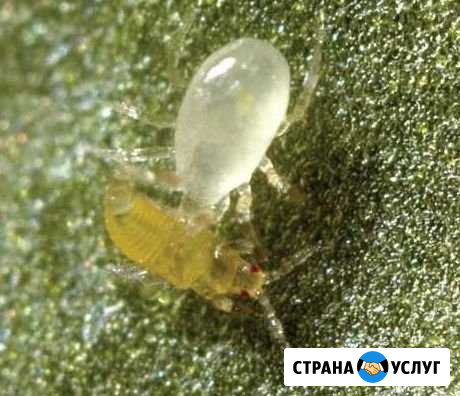 Биологическая защита теплиц Курганинск - изображение 1