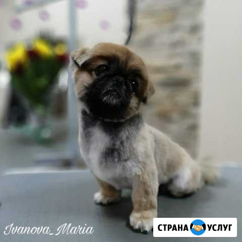 Модные стрижки для собак и кошек Красноярск - изображение 1