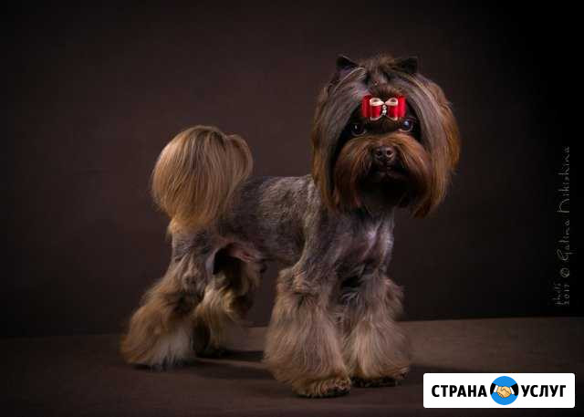 Стрижка собак Лобня - изображение 1