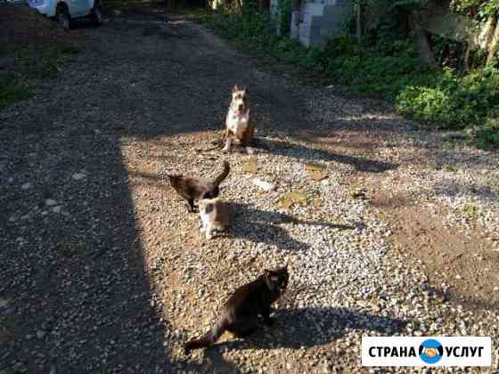 Дрессировка собак Белореченск