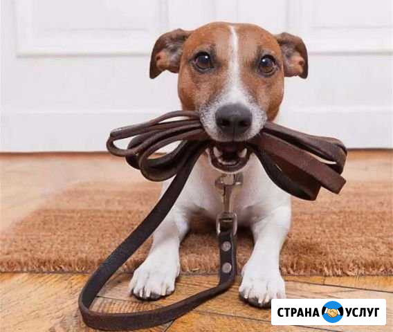Выгул собак Орёл - изображение 1