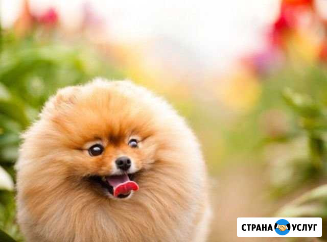 Выгул собак Петрозаводск - изображение 1