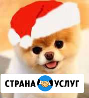 Стрижка собак и кошек правый и левый берег Новосибирск - изображение 1