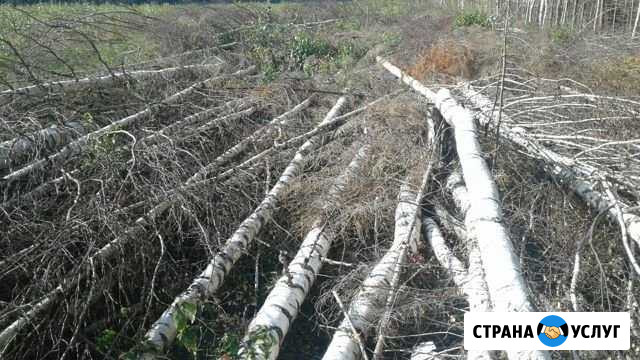 Нужна помощь в распилке леса.сдельно Киров - изображение 1