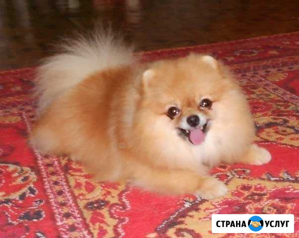 Вязка с опытным кобелём. Настоящий Померанец Армавир - изображение 1