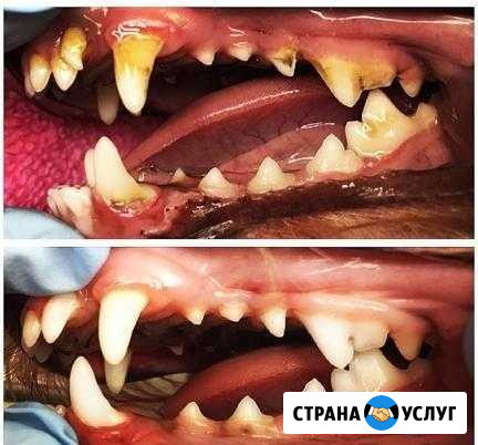 Ультро звуковая чистка зубов собакам и кошкам Щербинка - изображение 1