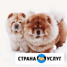 Вязание на заказ из собачьей шерсти Глазов - изображение 1