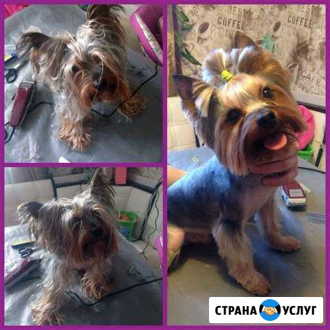 Стрижка собак Архангельск - изображение 1