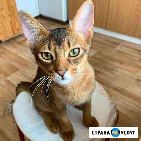 Передержка кошек в квартире (индивидуальная) Москва