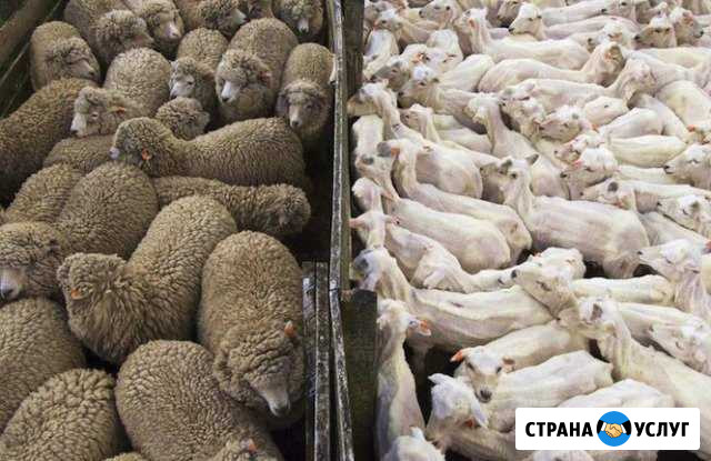 Стрижка овец машинкой Саранск - изображение 1