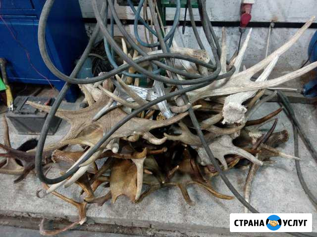 Рога лося(утилизация) Миасс - изображение 1
