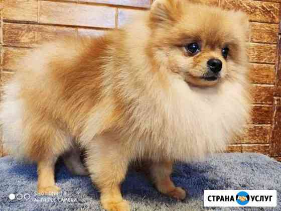Стрижка собак и кошек, груминг Москва