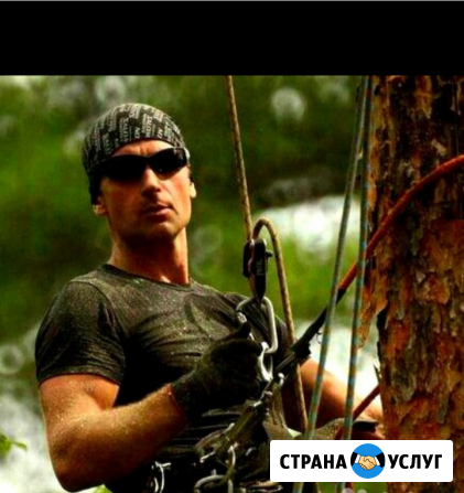 Спилить дерево в Одинцово. Обрезка деревьев Одинцово - изображение 1