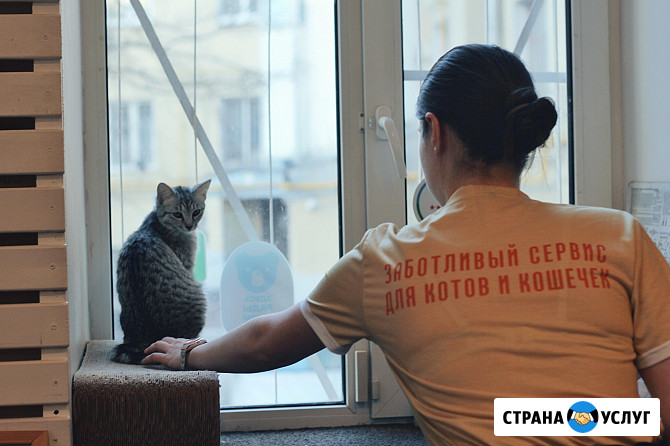 Мурчалкин - домашняя передержка для котов и кошек в Санкт-Петербурге Санкт-Петербург - изображение 2
