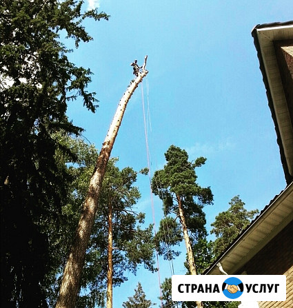 Спилить дерево Кратово. Обрезка деревьев Кратово - изображение 1