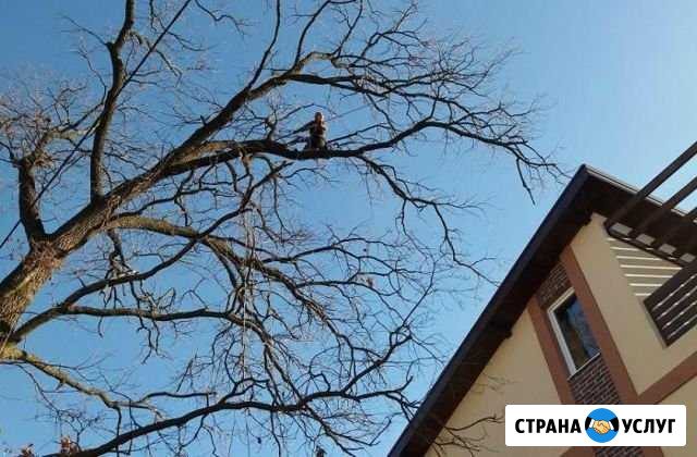 Спил деревьев Вершина Теи - изображение 1
