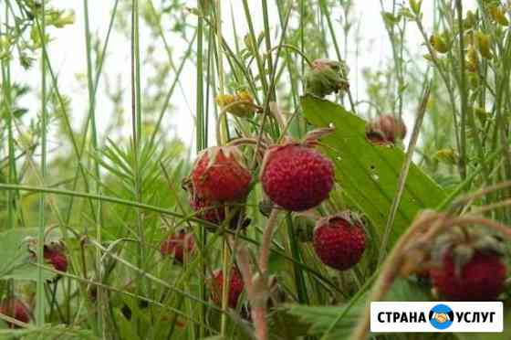 Клубника луговая Мурмино