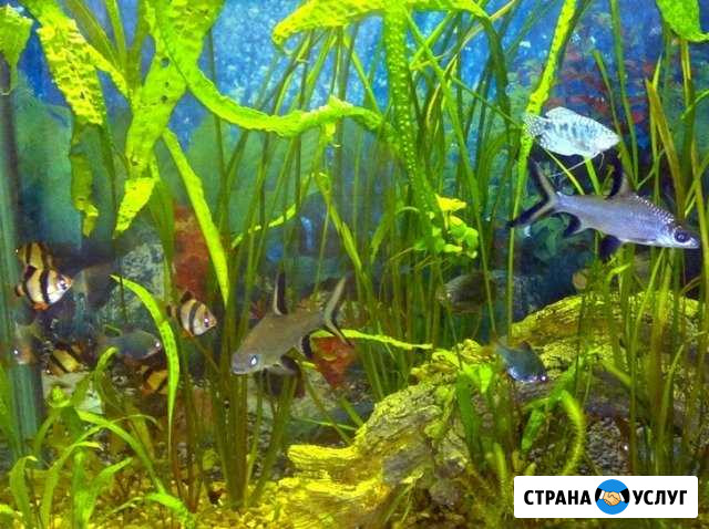 Аквариумист, помощь, консультация Балашиха - изображение 1