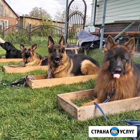 Дрессировка, передержка Новосибирск - изображение 1