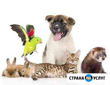 Передержка домашних животных Волгоград