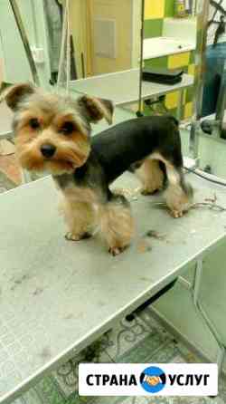 Стрижка собак у мастера на дому Москва