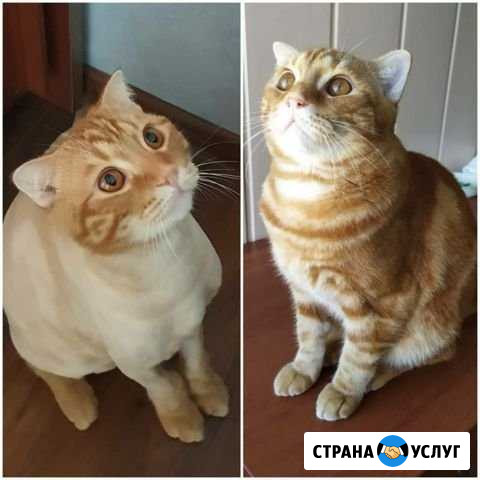 Стрижка кошек и собак с выездом на дом Сочи - изображение 1