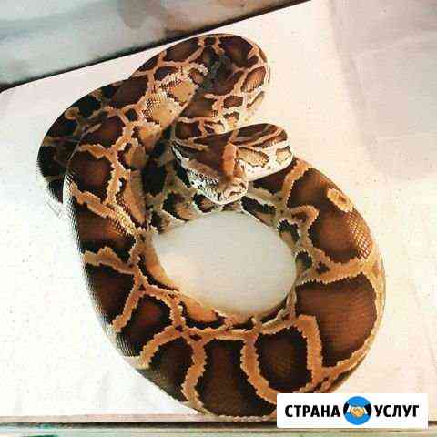 Аренда змеи Тольятти
