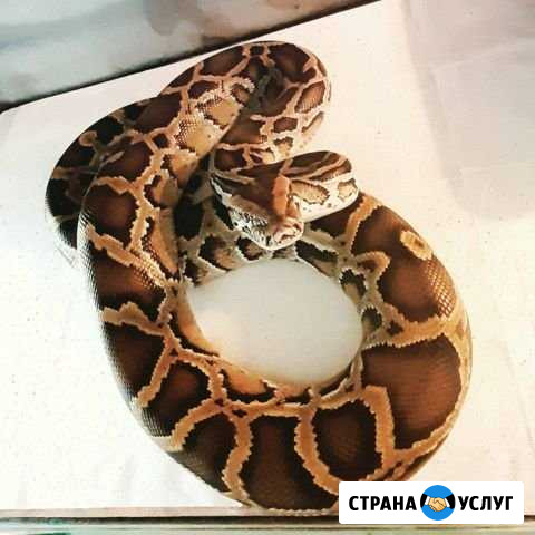 Аренда змеи Тольятти - изображение 1