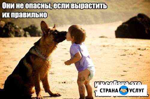Дрессировка, консультация,хендлер, социализации со Казань
