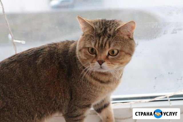 Случка Волгодонск - изображение 1