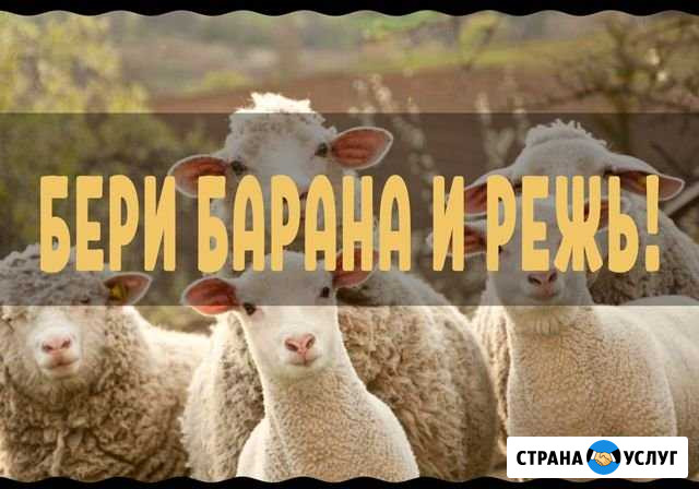 Бараны на курбан байрам 2020 Самара - изображение 1
