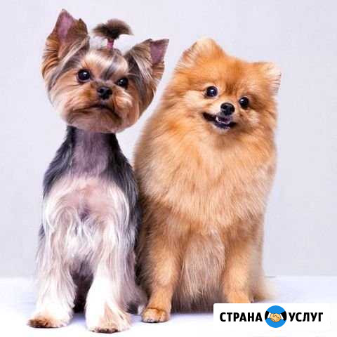 Передержка собак Сургут - изображение 1