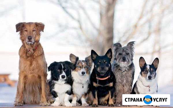 Стрижка и тримминг собак Пенза - изображение 1
