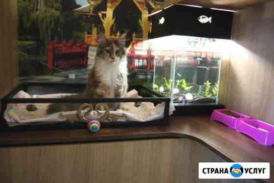 Гостиница для кошек (передержка) Нижневартовск