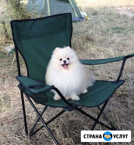 Вязка шпиц Лабинск - изображение 1