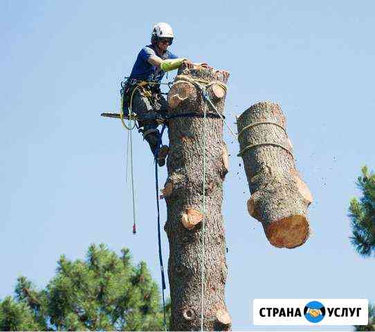 Удаление деревьев. Спилить дерево Ликино-Дулево