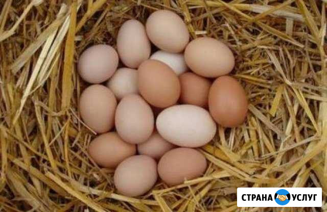 Яйцо отборное (куриное ) Тобольск - изображение 1