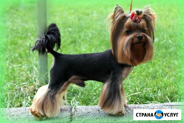 Стрижка собак маленьких и средних пород Братск - изображение 1