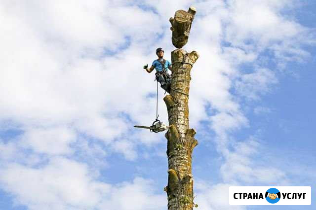 Вырубка, удаление, спил, обрезка деревьев Клин Клин - изображение 1
