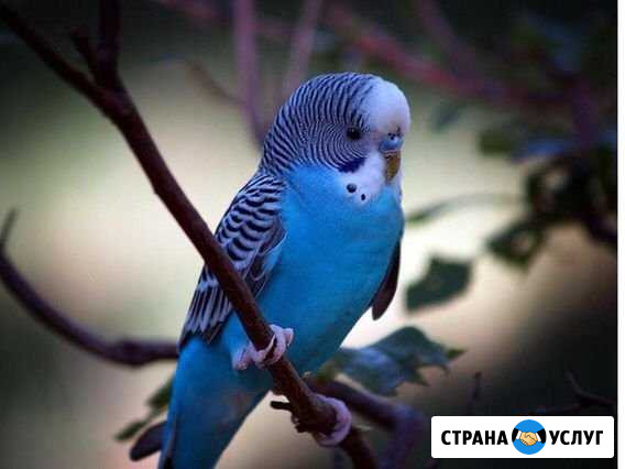 Передержка Прокопьевск - изображение 1