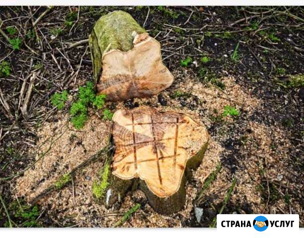 Услуги бензопилы. Спил деревьев Бугуруслан - изображение 1