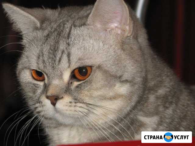 Британский кот на вязку Ногинск - изображение 1