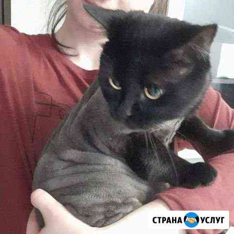Стрижка кошек Краснодар