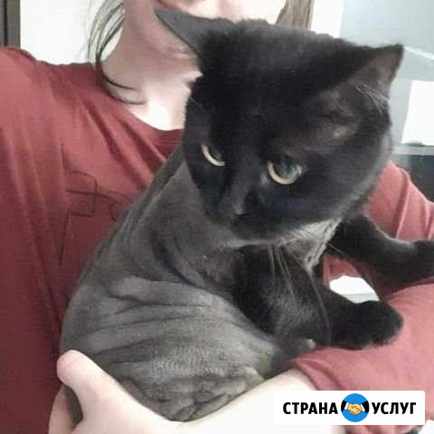 Стрижка кошек Краснодар - изображение 1